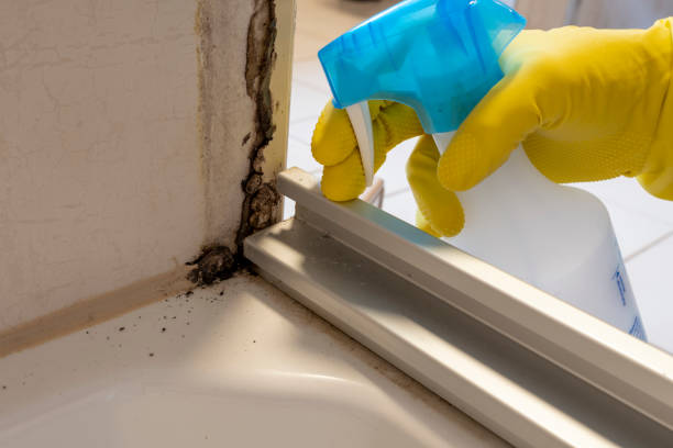 Trusted West Branch, IA Mold Remediation Experts
