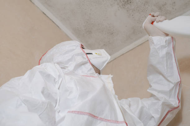Best DIY Mold Remediation Support Services in West Branch, IA